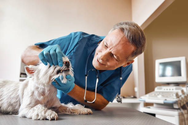 Best Same-Day Emergency Dentist in Larimore, ND